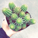 mylissa-mother-of-cacti avatar