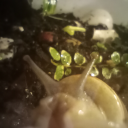 mylittlemollusc avatar