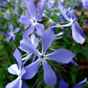 myliuvasara951 avatar