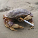 mylizardmychoice avatar