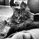 mymainecoon avatar