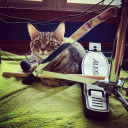 mymorningsong avatar