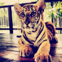 mynameistyger avatar