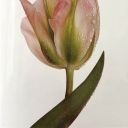 mynetcollection avatar