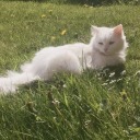 myonlyfeather avatar