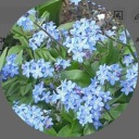 myosotis--sylvatica avatar