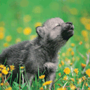 mypatronusisdarrencriss avatar