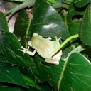 mypetobsession avatar