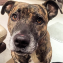 mypoobag1962-blog avatar