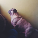 mypugobsession avatar