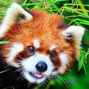 myredpandasarecool avatar