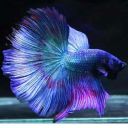 myronymn-the-mermaid avatar