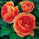 myrosecottage-blog avatar