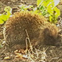 mysoulofnature avatar