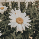 mysterious8artist-swalf avatar