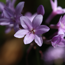 mysteriousdivinity avatar