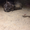 mysteriouslove101 avatar