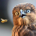 mysteryderpworld avatar