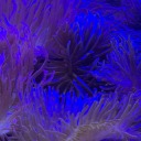 mysteryflavor avatar