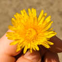 mysterypigeon avatar