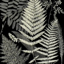 mystic-fern-child avatar