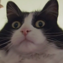 mysticalcrowngardener avatar