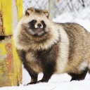 mysticalforestmusings avatar