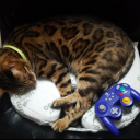 mysticalmartyr avatar