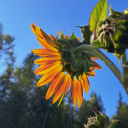 mysticalmusicv avatar