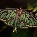 mysticmothworld avatar