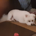 mysticwolfphantom avatar