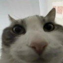 mystrawberrybasement avatar