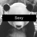 myteddypanda avatar