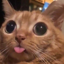 mythicalcookie avatar