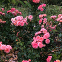 mythicalsymplegma avatar