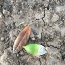 mythopoetic-mixtape avatar