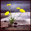 mythoughtconstellation avatar