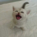 mythoughtsandkinks avatar