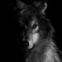 mywolfhideout avatar