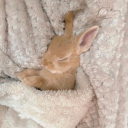 myy-onlyangel avatar