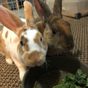 n-and-j-bunnies avatar