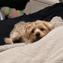 n0nbinary-n0va avatar