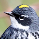 na-bird-of-the-day avatar