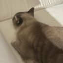 nach0-reblogs avatar