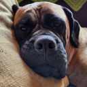 nachos-ranch55123 avatar