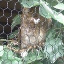 nachteule-blog avatar