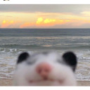 naddpocalypse avatar