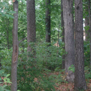 naffingnotingandnothing avatar