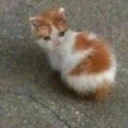 naked-tomatoe avatar