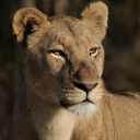 naliathelioness avatar